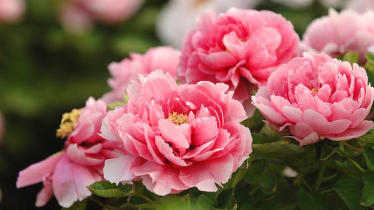 国学常识 | 谷雨将尽谈牡丹