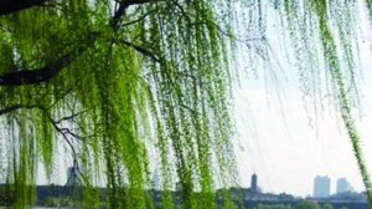 国学知识 | 依依杨柳意，陌陌远人情