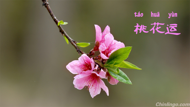 紫微斗数 | 你的桃花什么时候能够盛开？