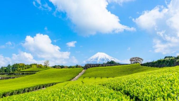 国学知识 | 夏季佳名知多少