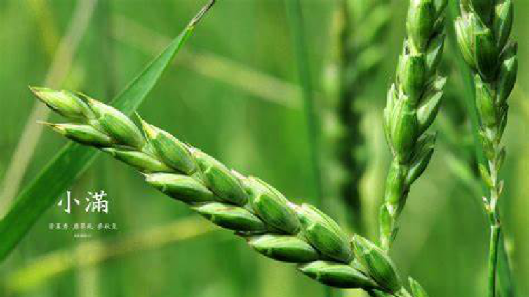 易话节气 | 小满：物至此小得盈满，人至此更上层楼 