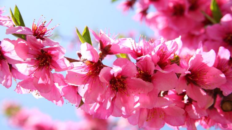 今天是“子午卯酉”八字算命四桃花全齐的日子